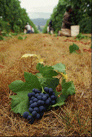 grapes and wine